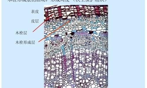 脚淋巴结肿大图片网- 脚上淋巴结肿大是什么原因知识,分享脚淋巴水肿症状有哪些