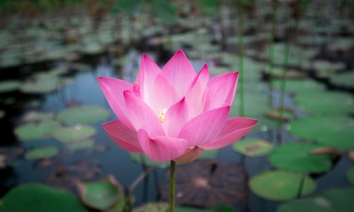 脚边淋巴结肿大-脚淋巴结肿大图片网- 脚上淋巴结肿大是什么原因知识,分享脚淋巴水肿症状有哪些